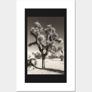 Joshua Tree bw Posters and Art